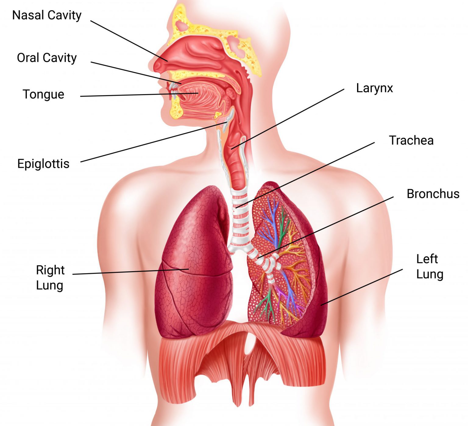 Pulmonary Medicine Pulmonary Medicine Consultants